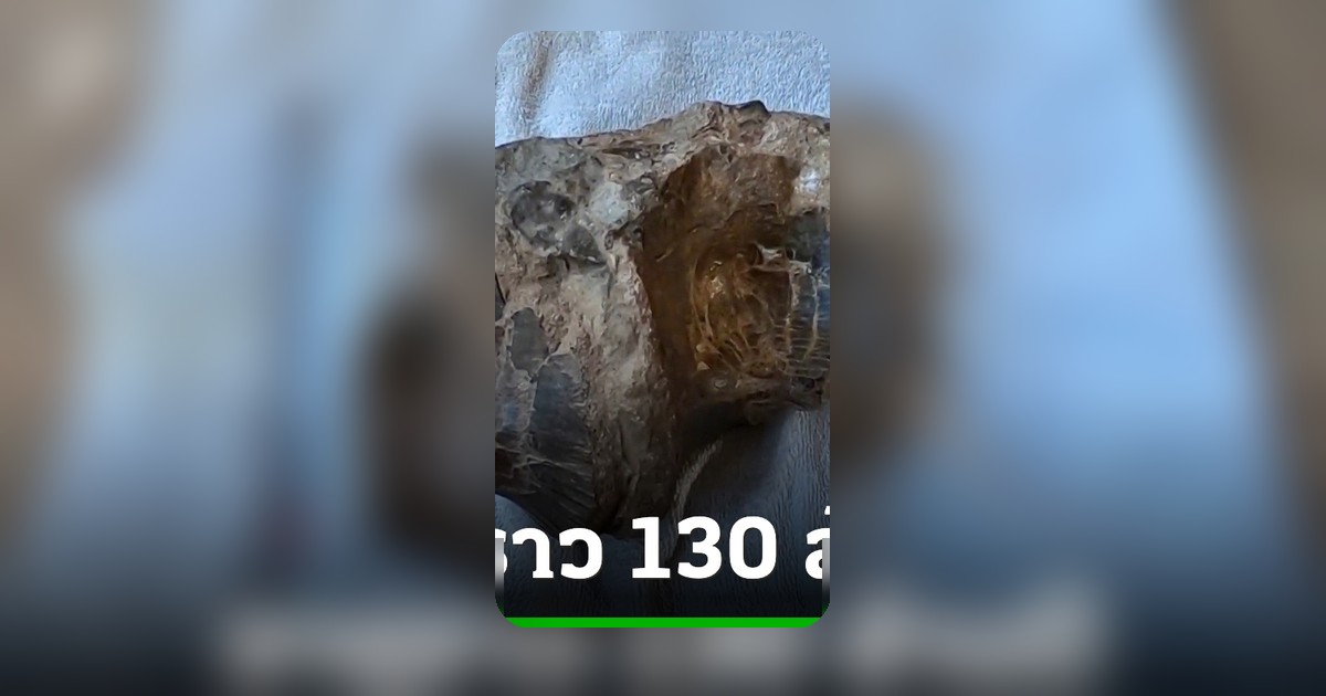 ภูผาด่างสกลนคร พบฟอสซิลไดโนเสาร์กินเนื้อ อายุราว 130 ล้านปี
