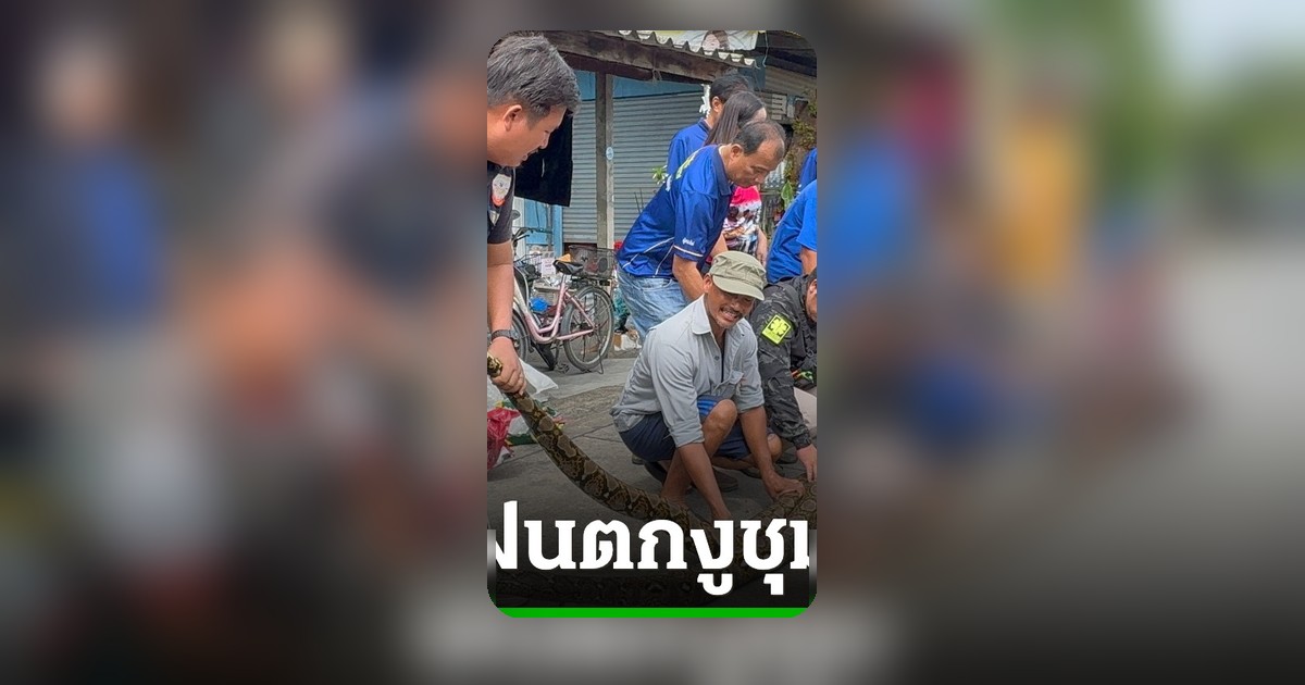 ฝนตกถนนงูชุม เจ้าหน้าที่เร่งจับงูเหลือม 22 ตัว ปลอดภัยคืนสู่ป่า