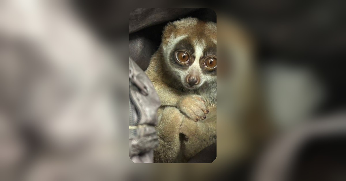 รวบหนุ่มภูเก็ตซุกลิงลมให้นักท่องเที่ยวถ่ายรูป โทษหนักปรับ 5 แสน คุก 5 ปี