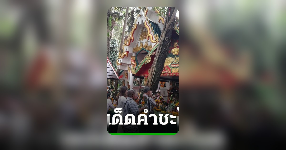 ต้นมะเดื่อใหญ่โค่นทับสะพานพญานาค คอหวยแห่ส่องเลขเด็ดเกาะคำชะโนด