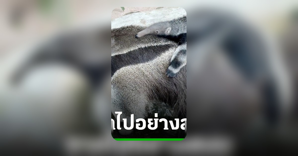 สลด! สวนสัตว์เขาเขียวสูญเสีย "วินนี่" ตัวกินมดยักษ์วัย 22 ปี จากไปอย่างสงบ