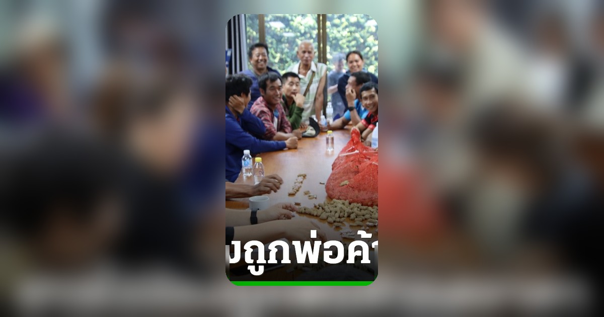 ชาวไร่ถั่วลายเสือแม่ฮ่องสอน 300 รายร้อง สส.ปกรณ์ ถูกพ่อค้าต่างชาติกดราคา