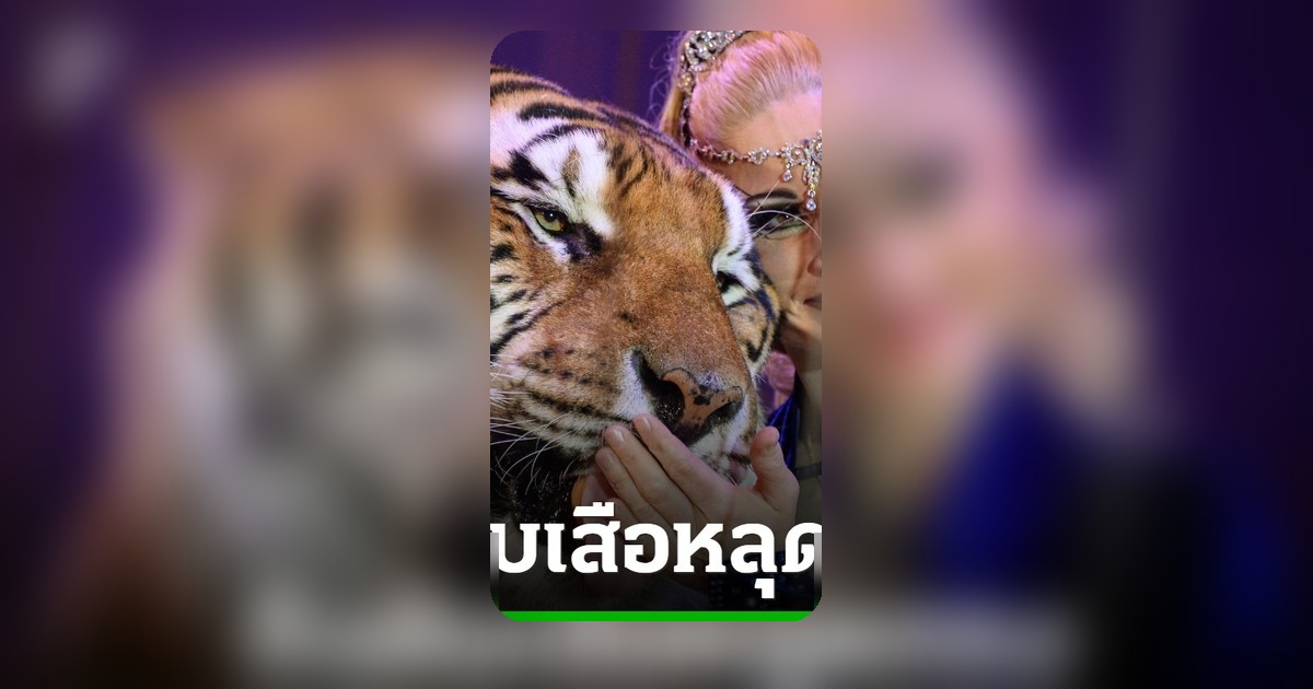 เสือหลุดกรงเยอรมันทำร้ายคนเลี้ยงสาหัส ตำรวจยิงดับทันที