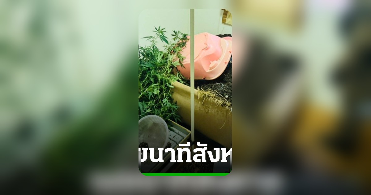 พยานเห็นพ่อค้ากัญชาถูกแทง ยัดศพในลัง ไม่กล้าแจ้งความเพราะถูกขู่ เหลืออีก 1 ยังหลบหนี