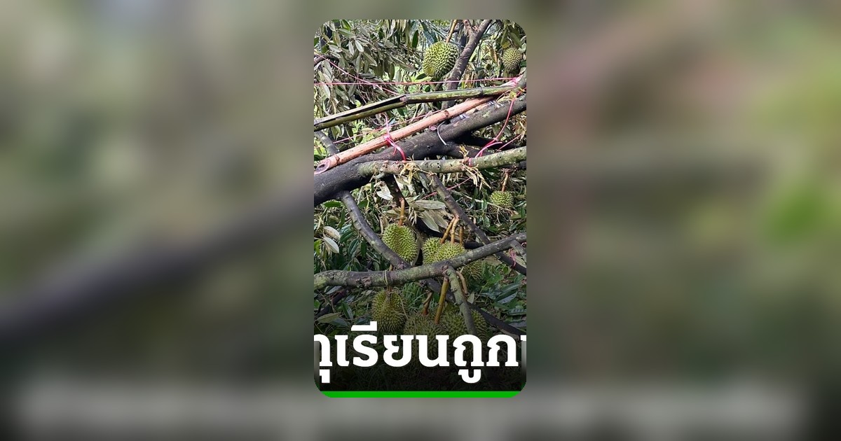 รมว.เกษตรฯ สั่งเร่งช่วยสวนทุเรียนหลังพายุถล่ม เตรียมรับซื้อผลร่วงแปรรูป