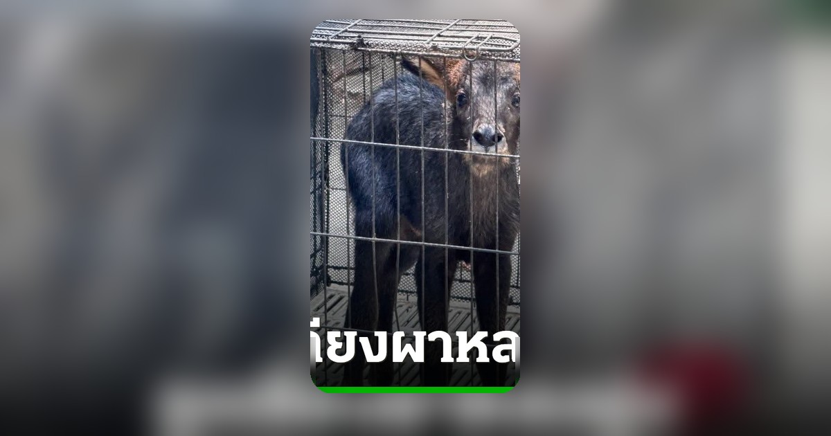 ชาวบ้านบ้องตี้พบลูกเลียงผาพลัดหลงฝูง เร่งส่งศูนย์อนุบาลก่อนปล่อยกลับสู่ธรรมชาติ