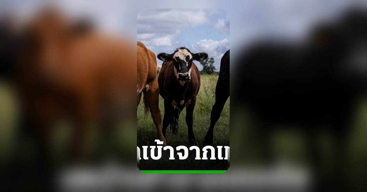 ทางการแคนาดางดนำเข้าปศุสัตว์จากรัฐเท็กซัส หลังพบหนอนแมลงวันกินเนื้อในวัว