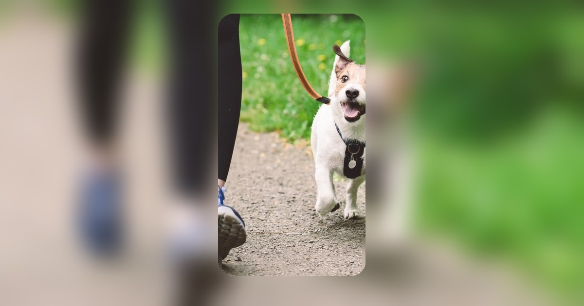 เทรนด์วิ่งกับน้องหมา Pet Inclusive Running เตรียมตัวปลอดภัยระวังภาวะร้อนเกิน