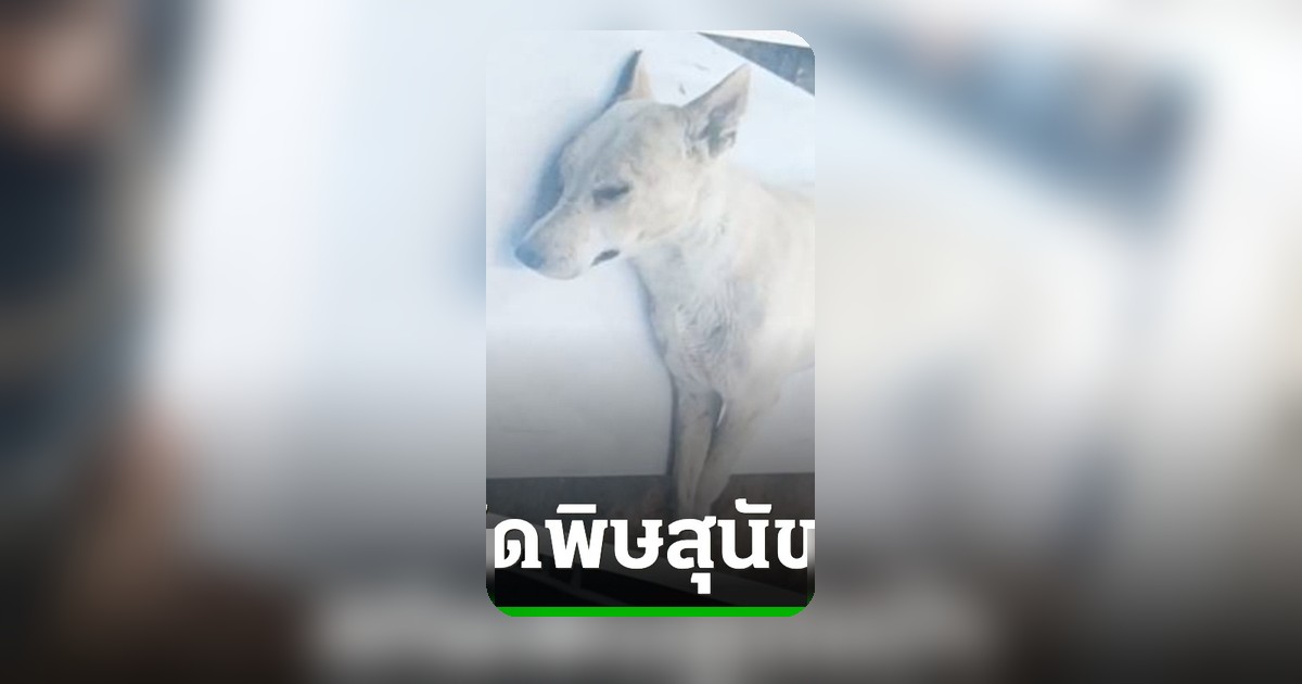 ปทุมธานีระบาด! สุนัขบ้าคลั่งกัดคน 2 ราย ประกาศ 3 อำเภอเป็นเขตโรคระบาด