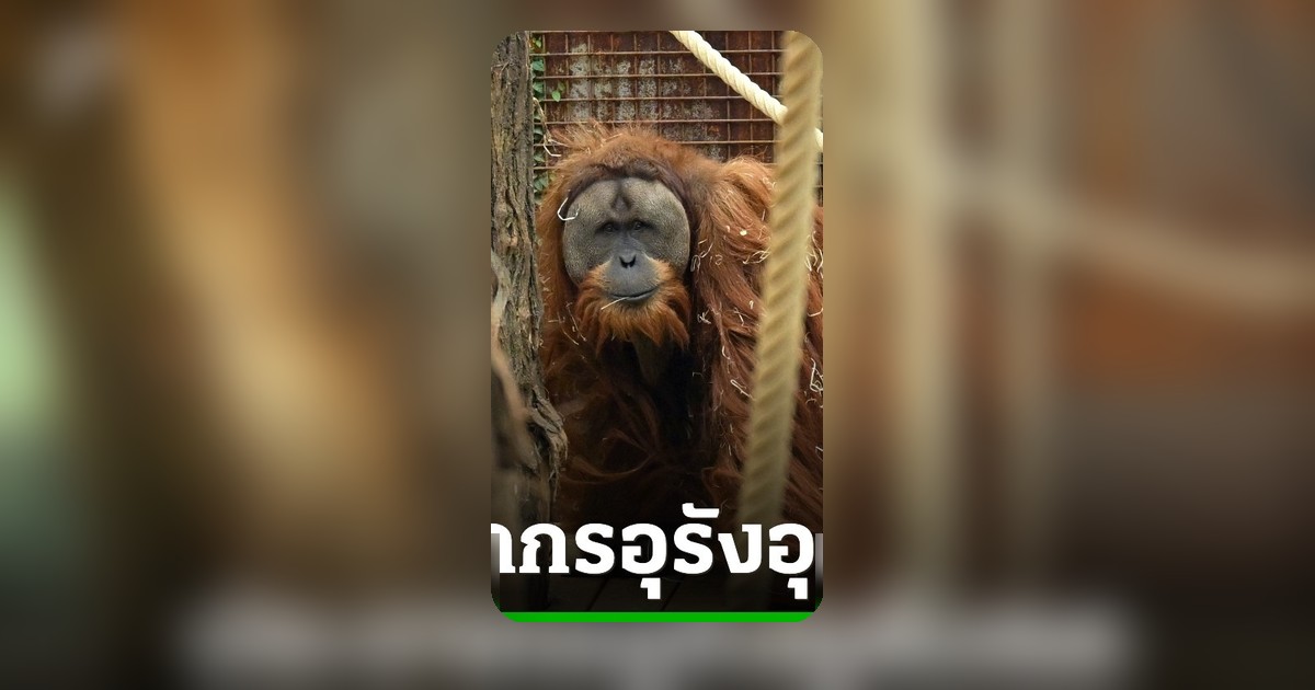 ผลวิจัยชี้พายุถล่มสุมาตรา คร่าชีวิตลิงอุรังอุตังตาปานูลี 7% ใน 4 วัน