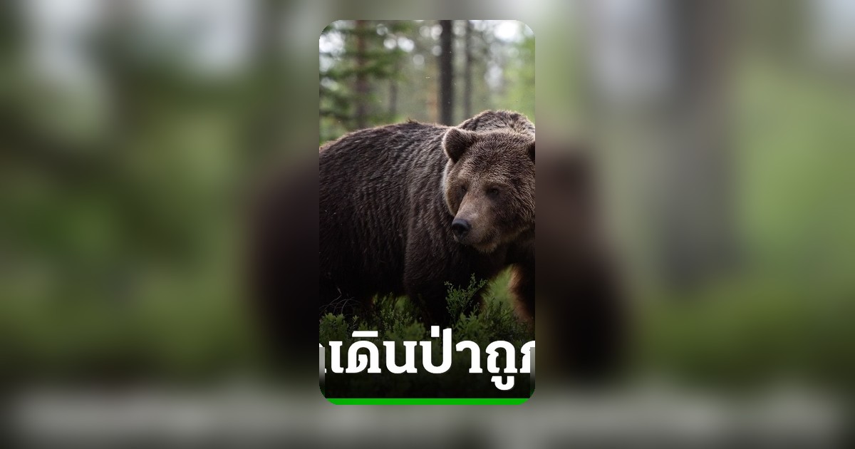 ช็อก! พบร่างนักเดินป่าหายตัวในอุทยานกลาเซีย ถูกหมีทำร้ายเสียชีวิต