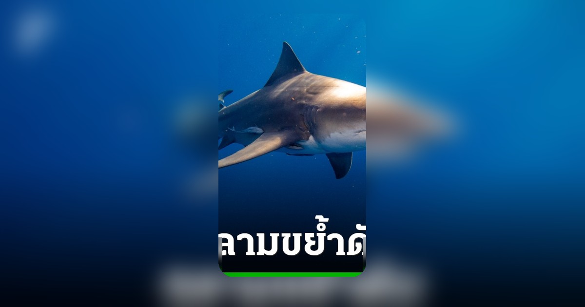 ชายวัย 39 ปีเสียชีวิตหลังถูกฉลามจู่โจมขณะดำน้ำยิงปลาที่เกรตแบริเออร์รีฟ