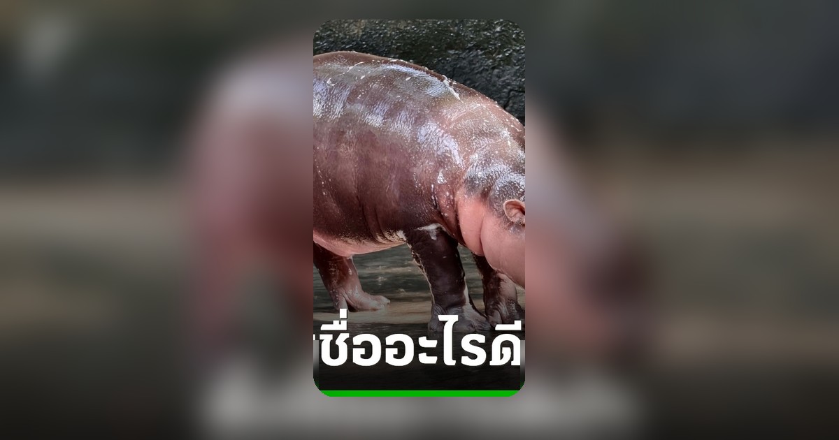 สวนสัตว์ขอนแก่นเปิดโหวตตั้งชื่อลูกฮิปโปแคระ หลานหมูเด้ง-หมูด้วง-หมูแดง