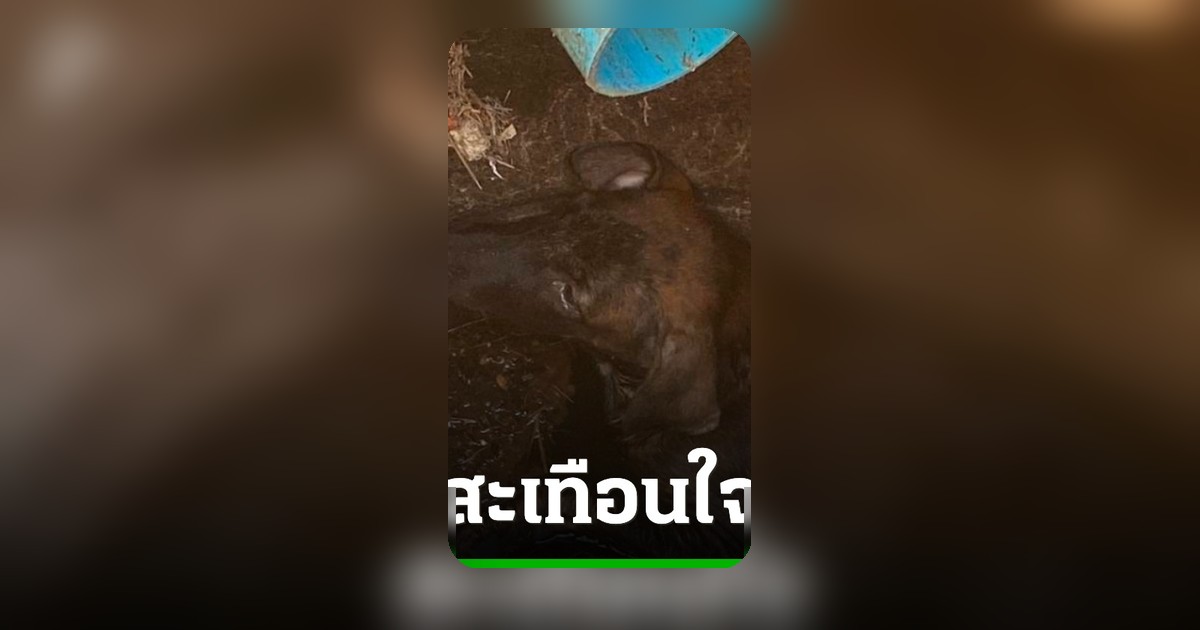 สลดหญิงวัย 67 ปี ลงบ่อเกรอะช่วยสุนัข เสียชีวิตขาดอากาศ ส่วนเจ้าดำลอยเฝ้าศพ