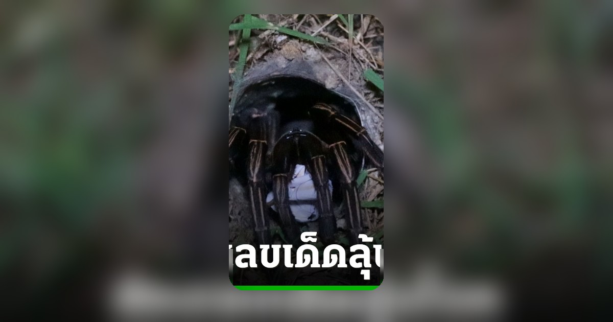 ขอโชคพญาบึ้งอ่างทอง คอหวยเฮงได้เลขเด็ดลุ้นงวด 16/5/69