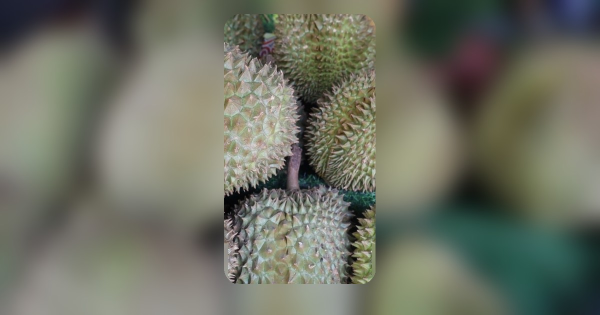 พ่อค้าแม่ค้าทุเรียนบุรีรัมย์ มั่นใจ ทุเรียนลูกละร้อยไม่กระทบยอดขาย