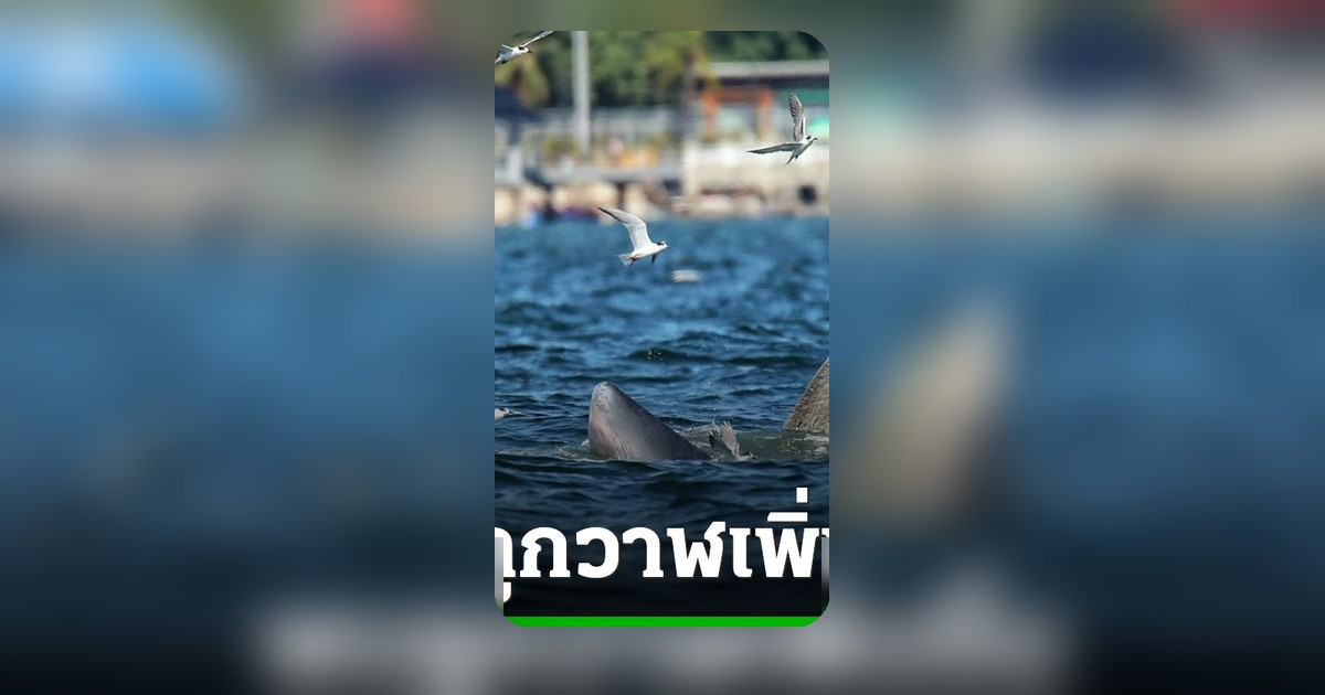 นักท่องเที่ยวแห่ชม ฝูงวาฬบรูด้า 13 ตัว ปรากฏตัวหาอาหารใกล้หาดบางแสน