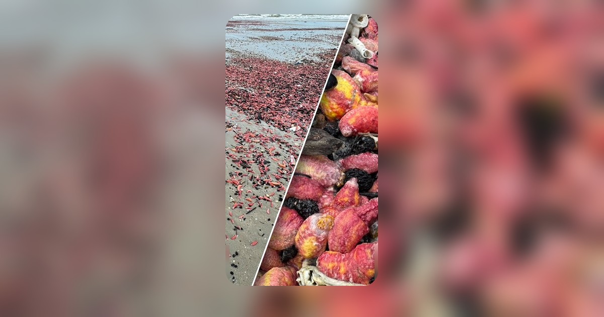 ปลิงทะเลสีชมพูเกลื่อนหาดสวนสน จ.ระยอง นักวิชาการเตือนห้ามจับ