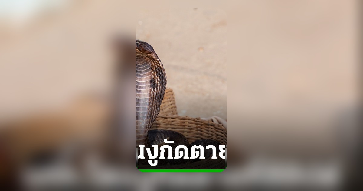 นักท่องเที่ยวเยอรมันเสียชีวิตถูกงูกัดระหว่างชมโชว์งูในอียิปต์