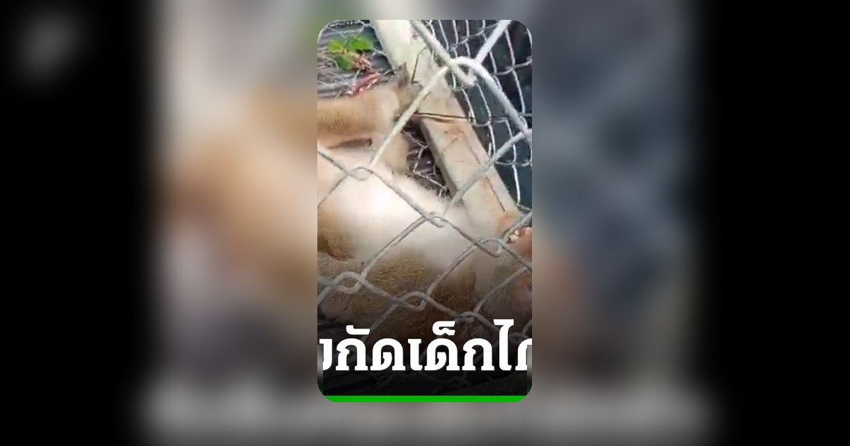 จับได้แล้วลิงแสม "เจ้านำโชค" กัดเด็ก 7 ขวบดับ หลังเจ้าของปล่อยในป่าสวนยาง
