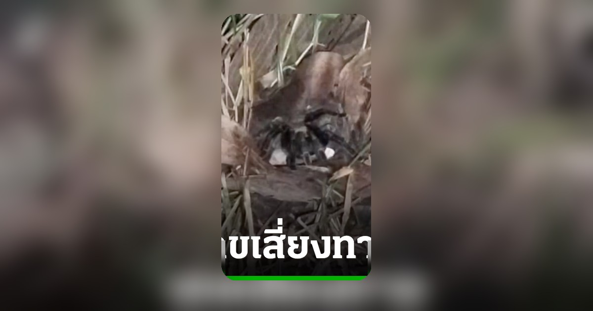 คอหวยลุ้นเลขเด็ด “พญาบึ้ง” ปราจีนบุรี หลังพิธีขอโชค 3 ชั่วโมง