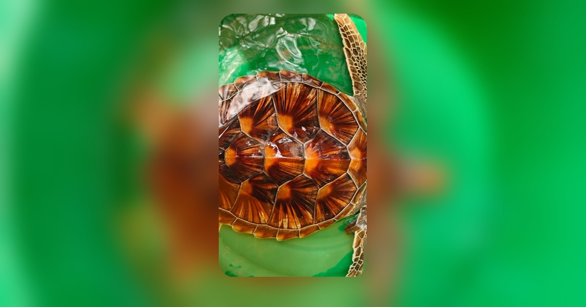 ฮือฮาพบเต่าตนุเกยหาดกมลา ภูเก็ต สัตว์ทะเลหายาก ไลฟ์การ์ดเร่งประสานหน่วยกู้ภัย