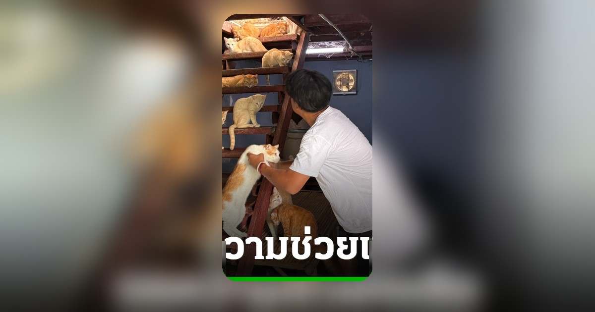 หนุ่มใจบุญดูแลแมวกว่า 120 ชีวิตวอนผู้ใจบุญ หลังเจ้าของบ้านขายที่ สั่งย้ายสิ้นเดือน