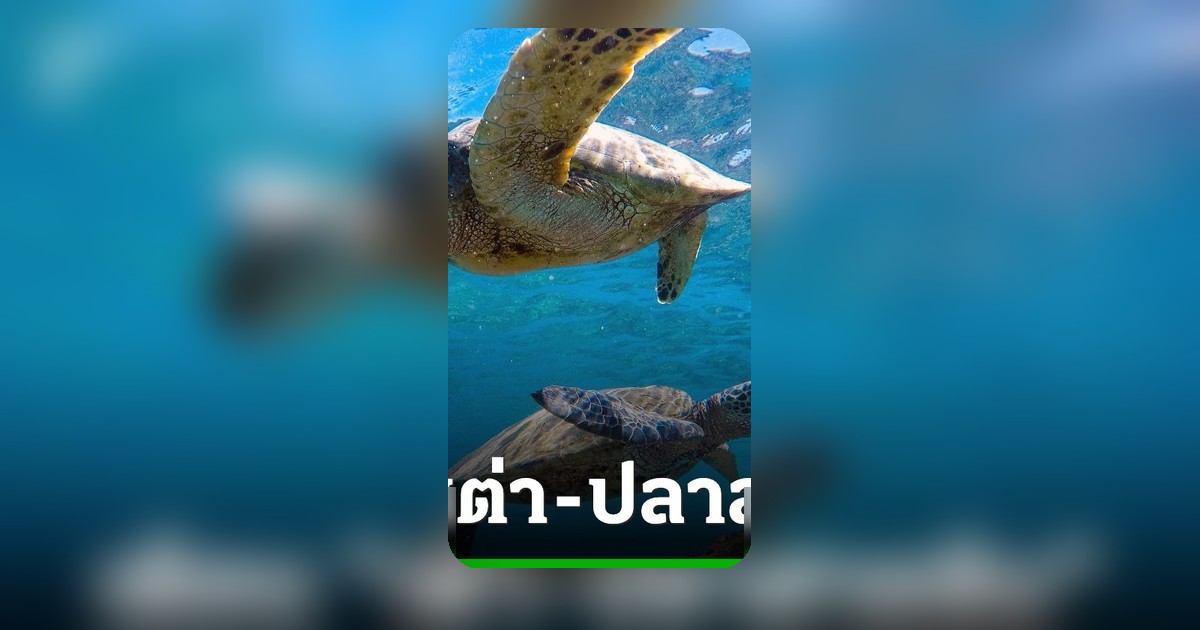 จีนเตือนภัยหน่วยข่าวกรองต่างชาติใช้เทคโนโลยีใหม่ สอดแนมทะเลด้วยสัตว์ติดเซนเซอร์