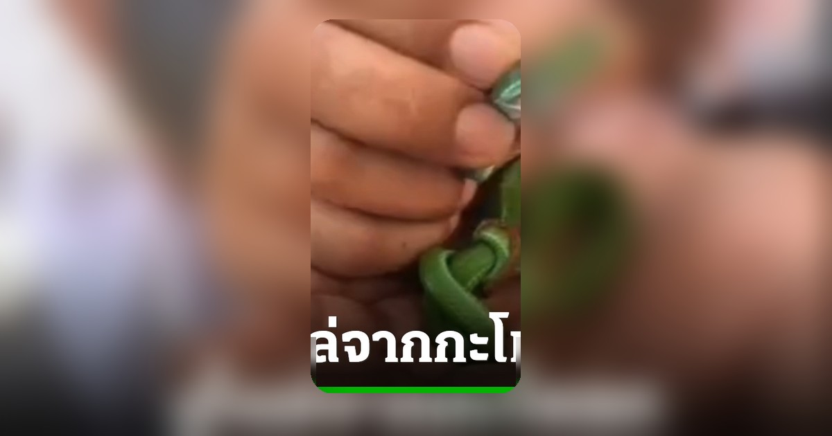 งูเขียวหางไหม้โผล่กะโหลกศพไร้ญาติ ปัดกวาดป่าช้า ชวนลุ้นเลขเด็ด 2/5/69