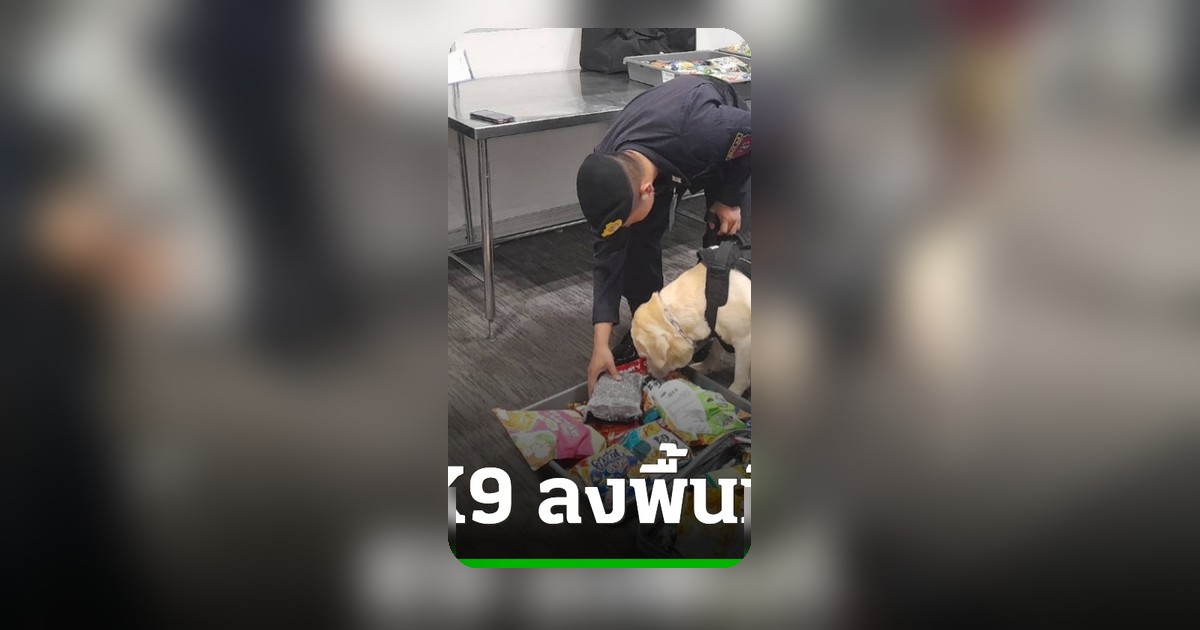 สุนัขตำรวจ K9 ลุยสแกนกระเป๋า สกัดยาเสพติดข้ามชาติที่สุวรรณภูมิ