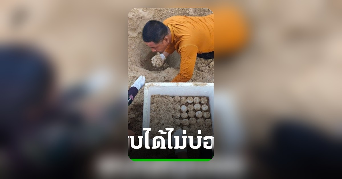 แม่เต่ามะเฟืองวางไข่นอกฤดูกาล 95 ฟอง เจ้าหน้าที่เร่งย้ายรังปลอดภัย